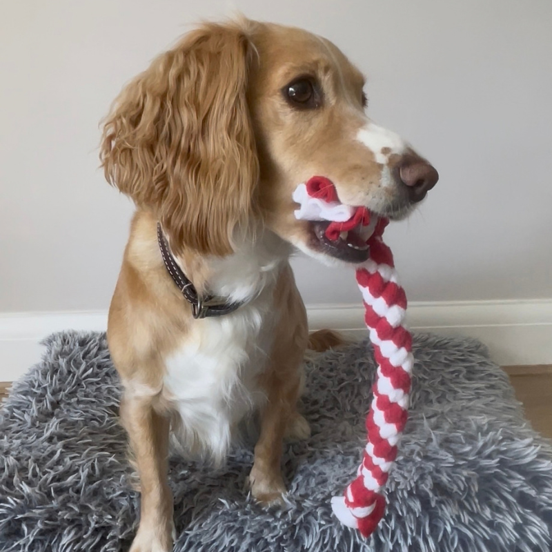 Make Something to Gift: Make a Dog Toy