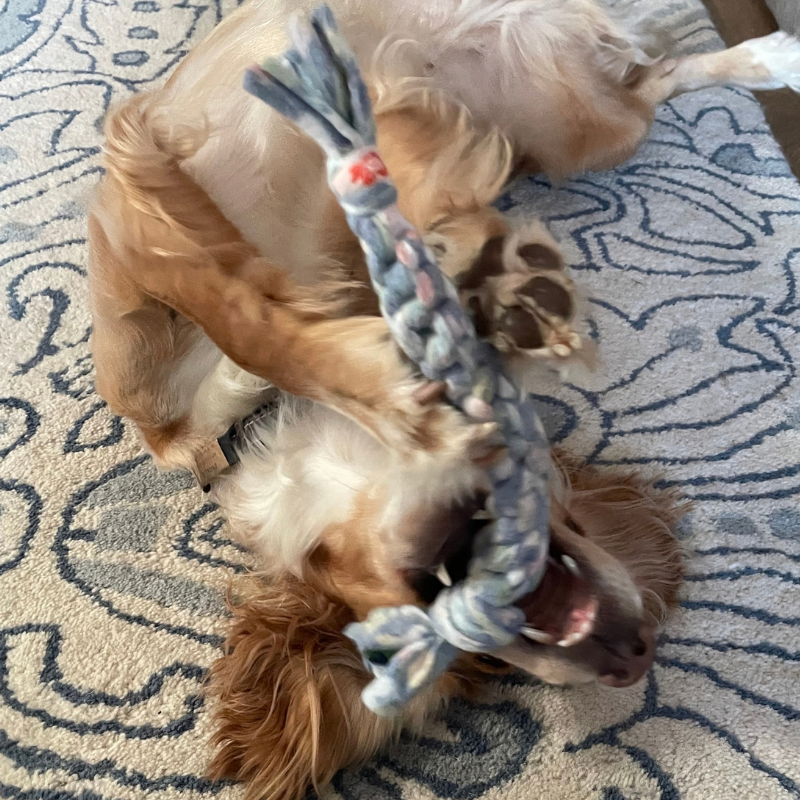 Make Something to Gift: Make a Dog Toy